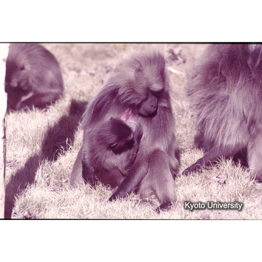 Sm　1973　61　（N）[赤色, 丸囲み] (1)