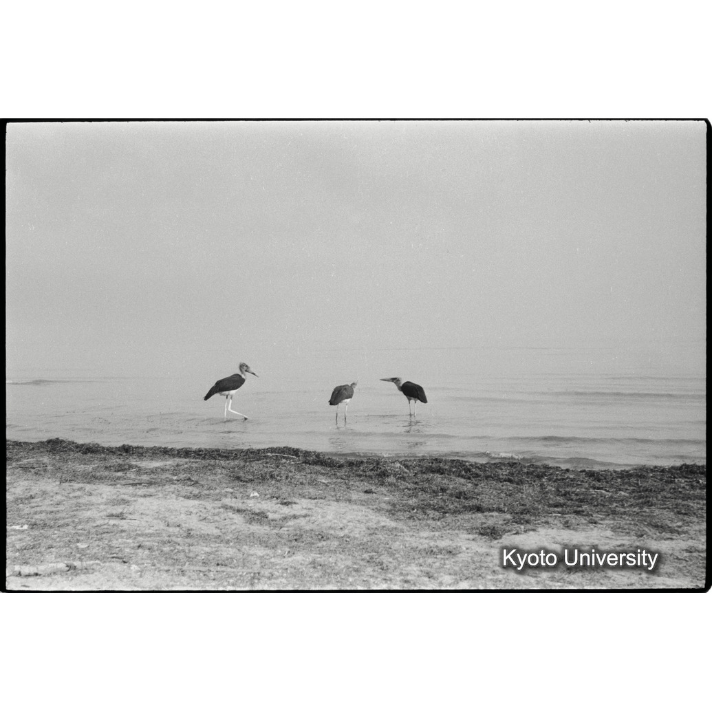 [２８コマ目]「ハゲコウ（３）」 (1)