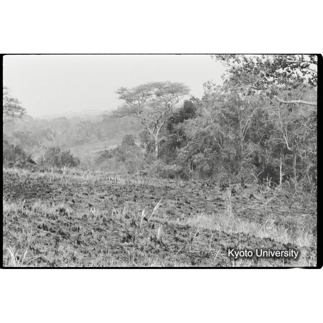 [３２コマ目]「湖畔林」 (1)