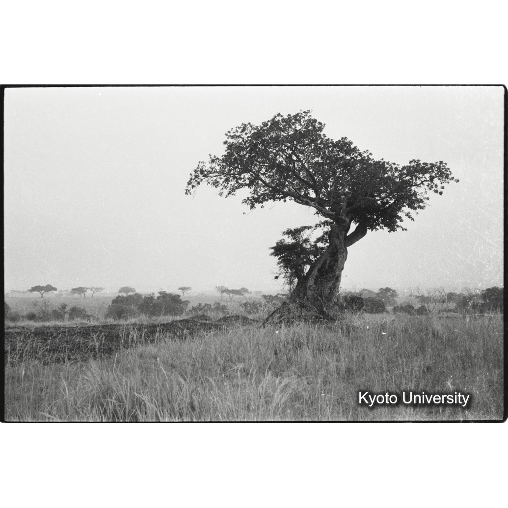 [３６コマ目]「イチジク（？）」 (1)