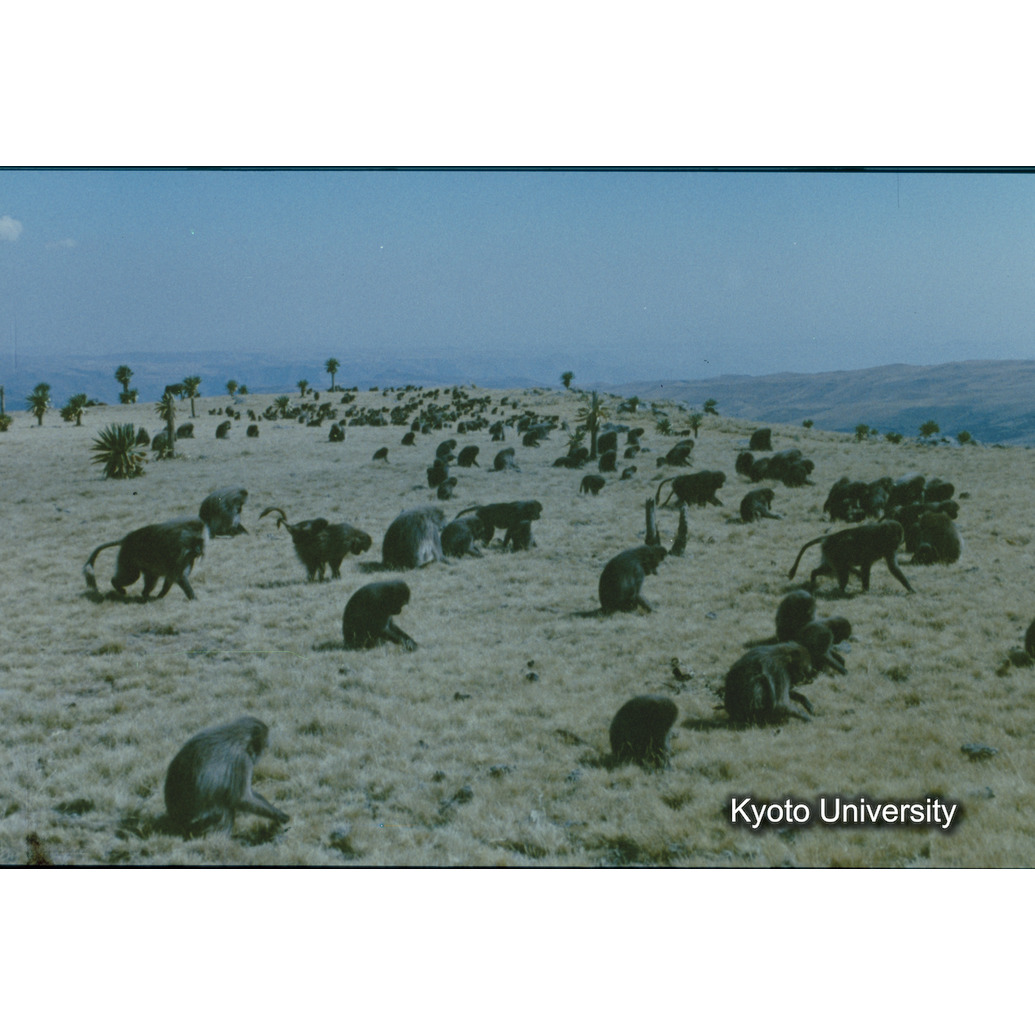 Sm　1973　82　（N）[赤色, 丸囲み] (1)