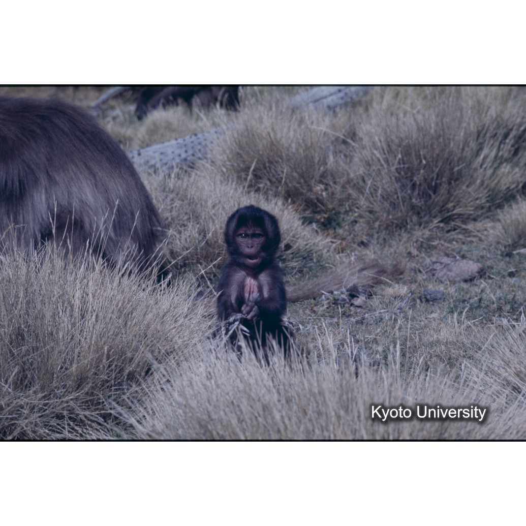 Sm　1973　84　（N）[赤色, 丸囲み] (1)