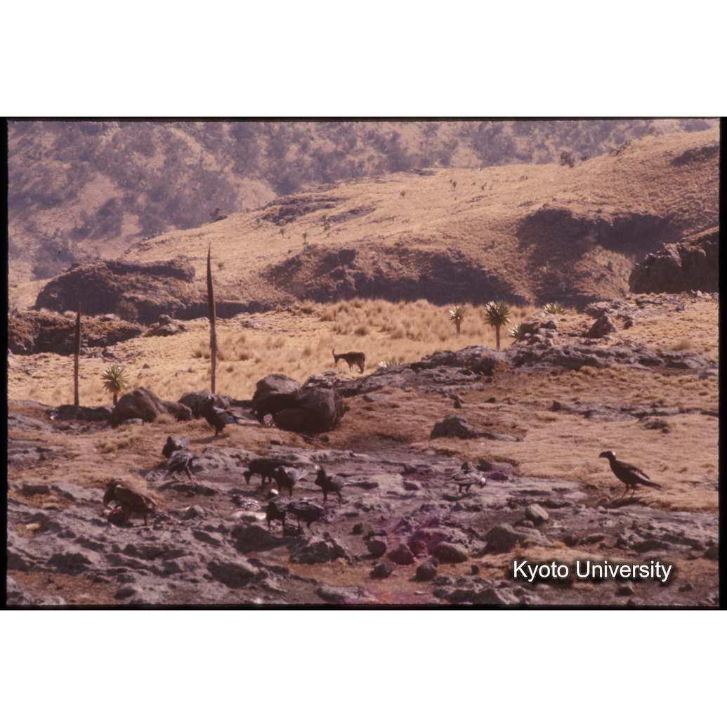 Sm　1973　1047 (1)