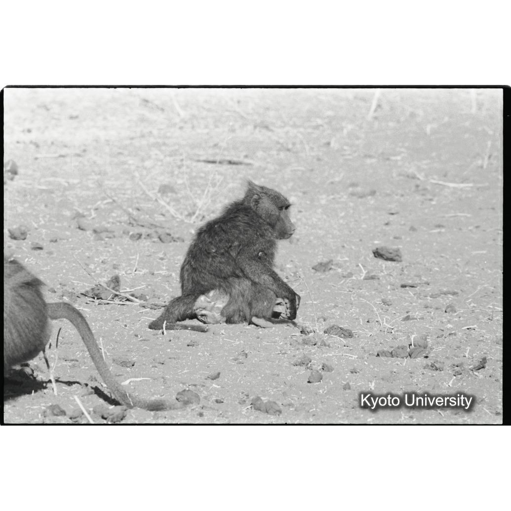 [１２コマ目]「×」 (1)