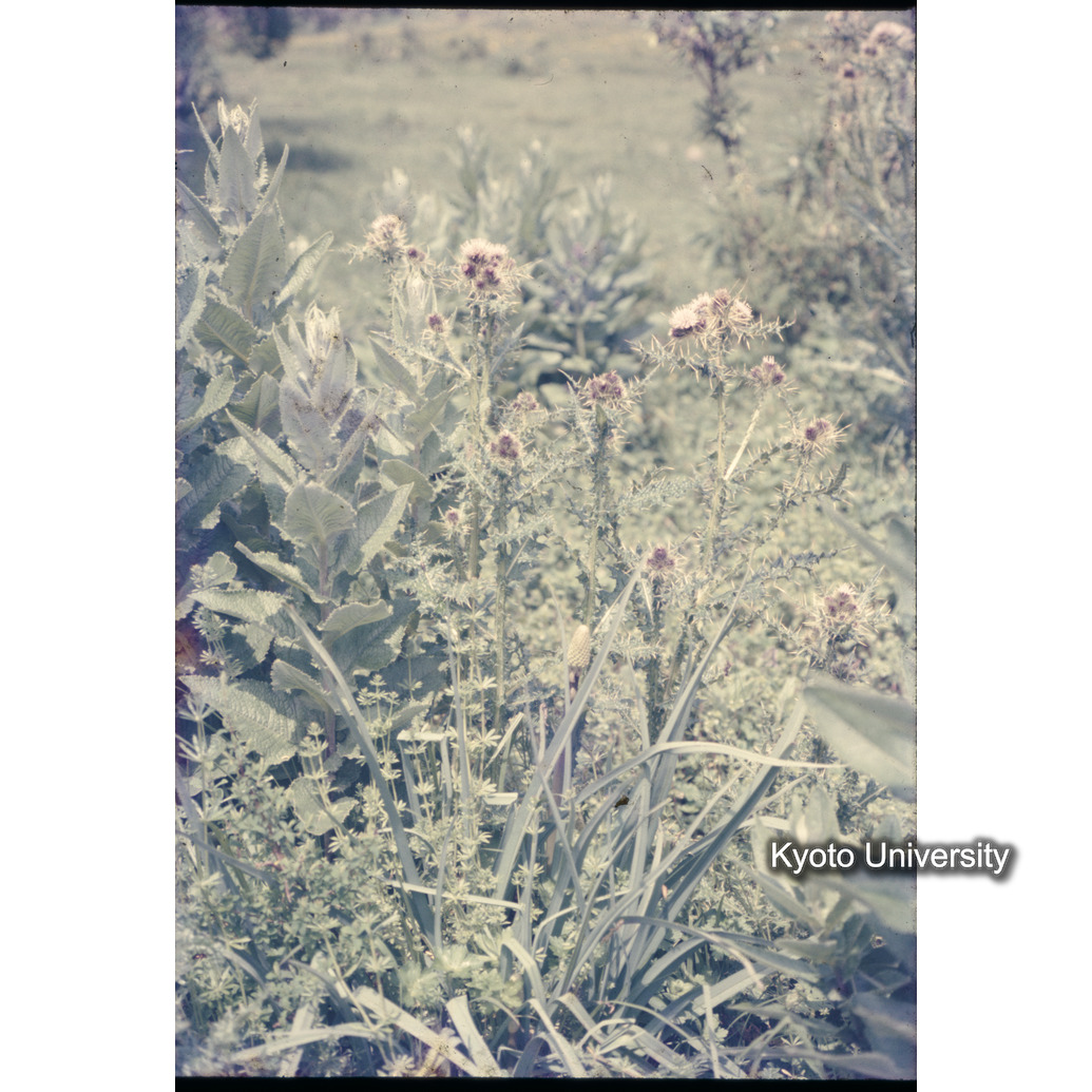 Sm　1973　1328 (1)