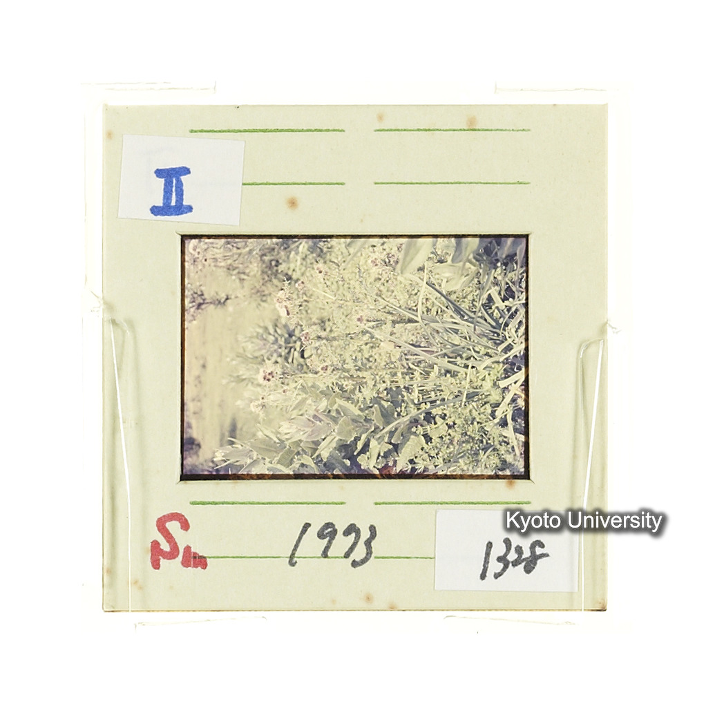 Sm　1973　1328 (2)