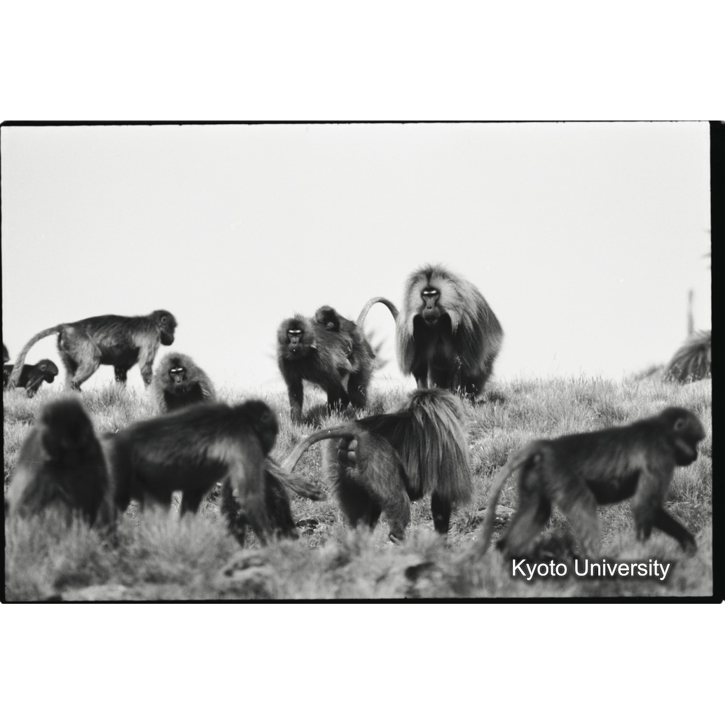 [４コマ目]「雄グループの接近」 (1)