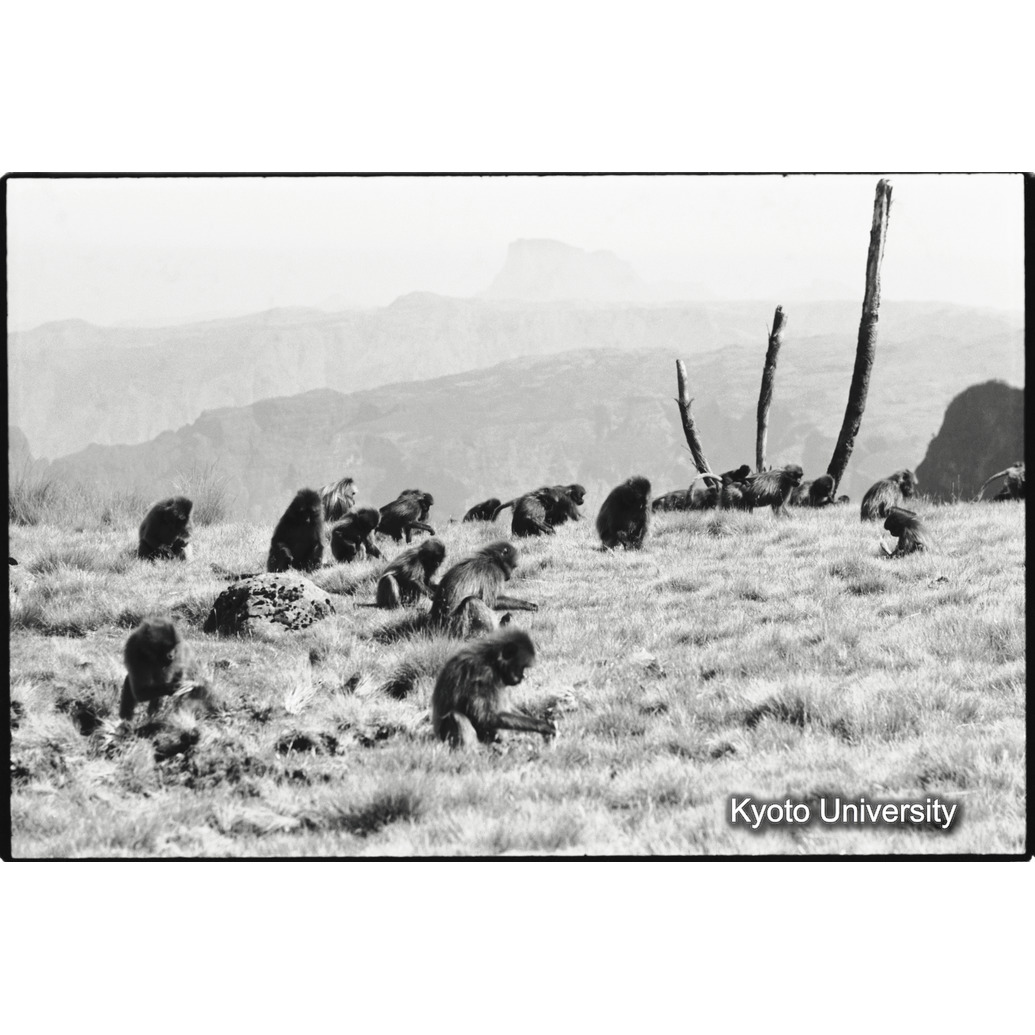 [１７コマ目]「採食風景」 (1)