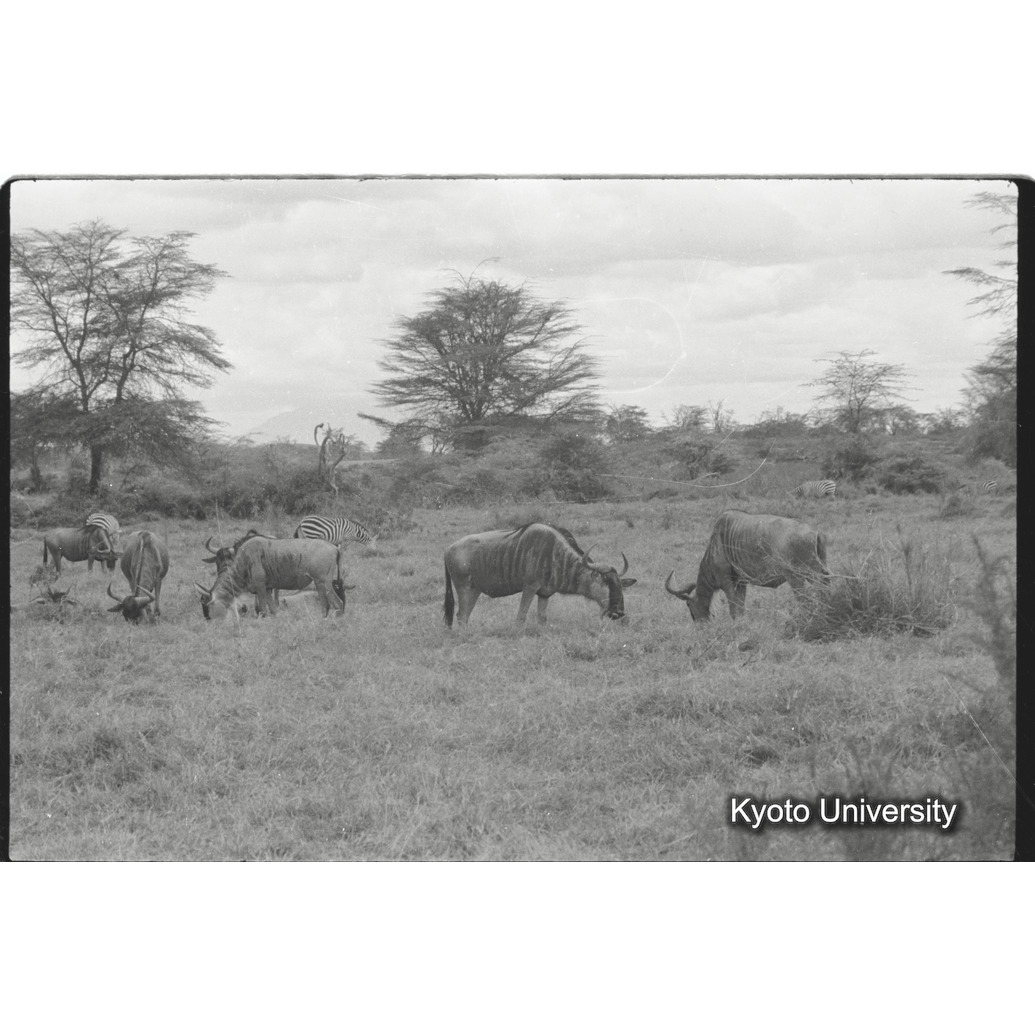 [26コマ目]「ヌーとグランドシマウマ」 (1)