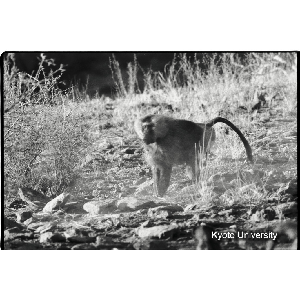 [５コマ目]「マントヒヒよりの雑種雄（３）」 (1)