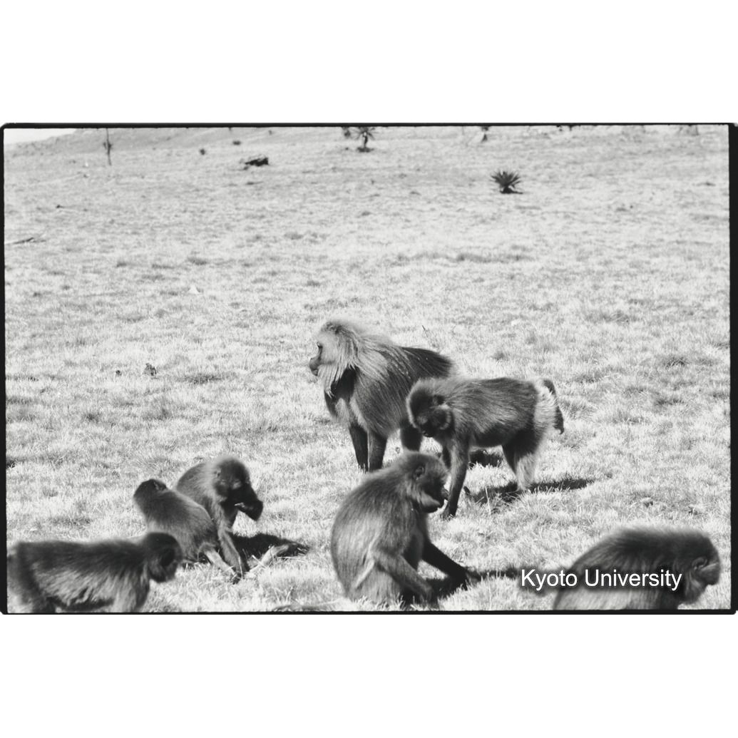 [３６コマ目]「警戒姿勢」 (1)