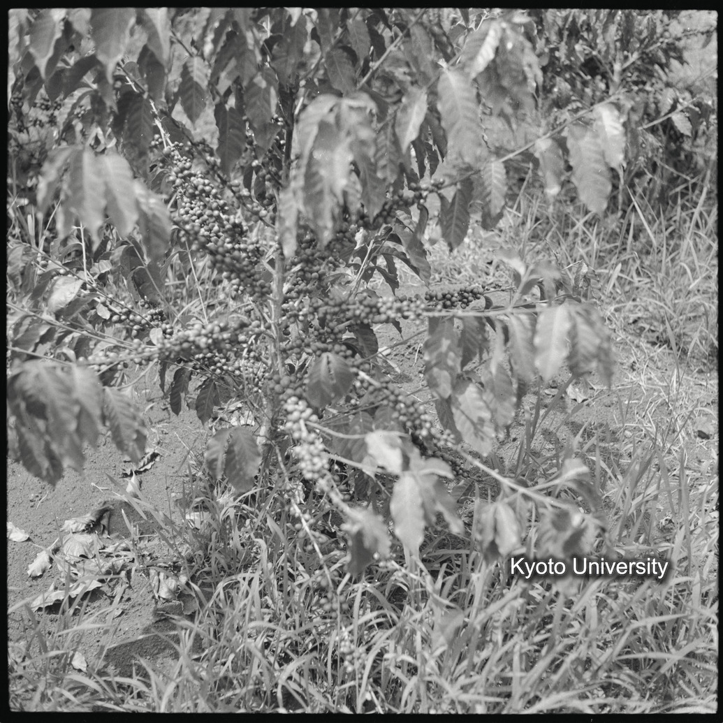 [12コマ目]「？」 (1)