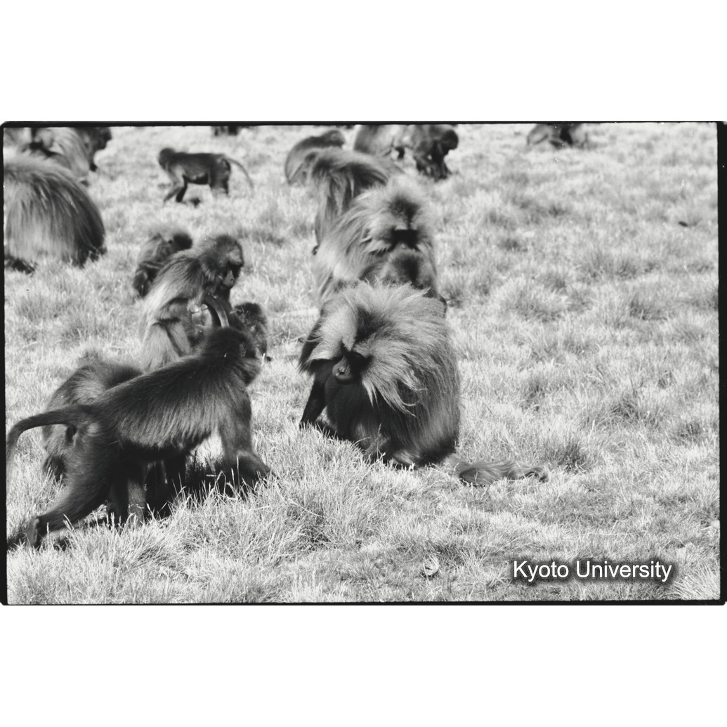 [３７コマ目]「のぞきこむ」 (1)