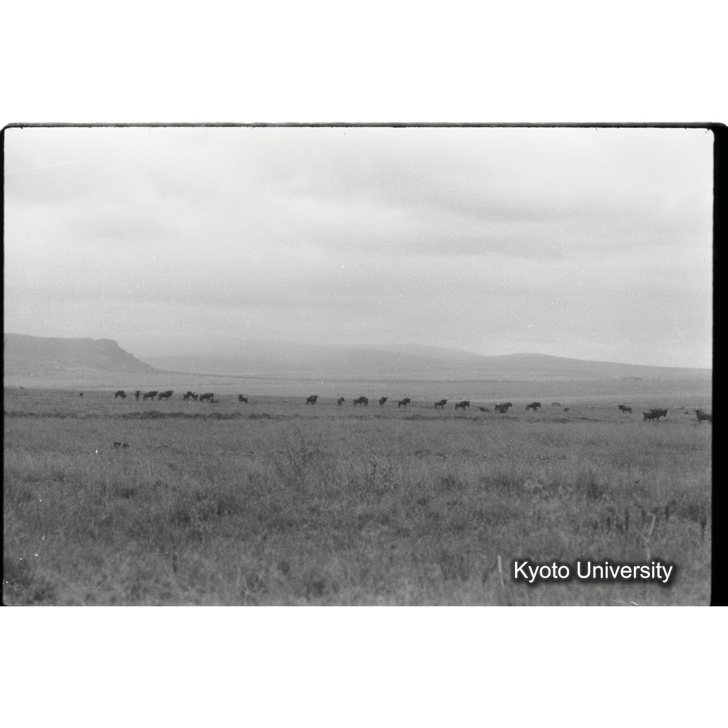 [4コマ目]「シマウマの群れ（４）」 (1)