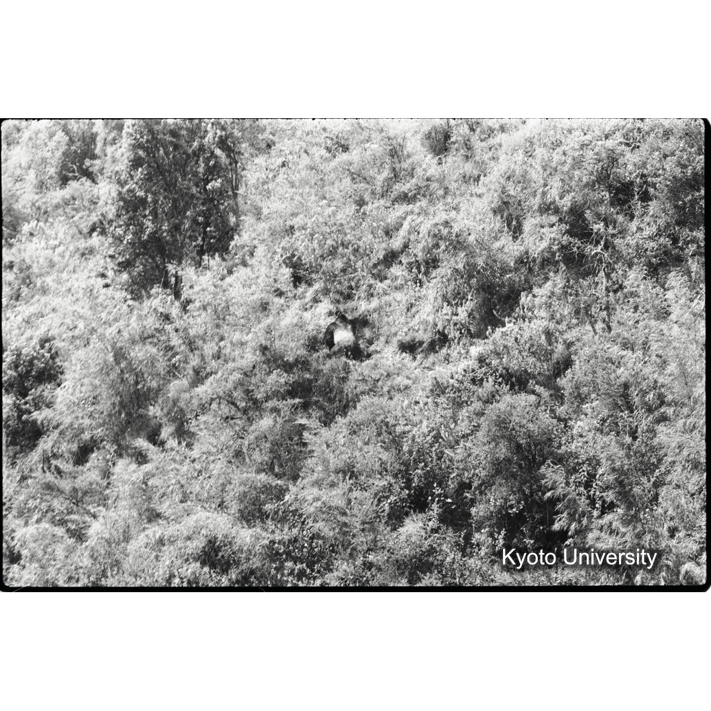 [2コマ目]「シルバーバックの全容（２）」 (1)