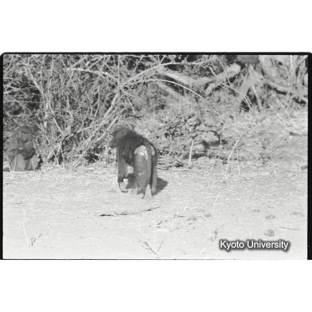 [６コマ目]「アヌビスヒヒよりの雑種雄（１３）」 (1)