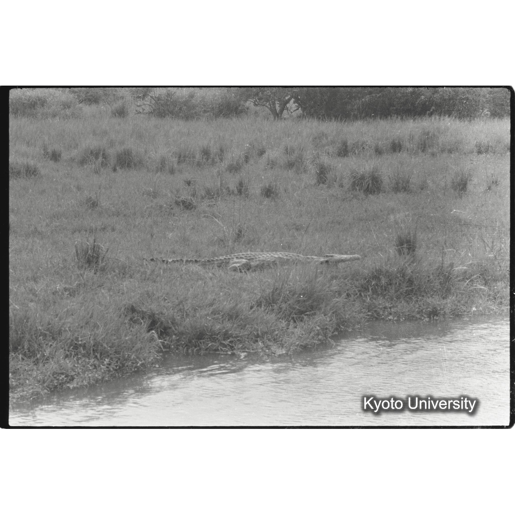 [３０コマ目]「ワニ」 (1)