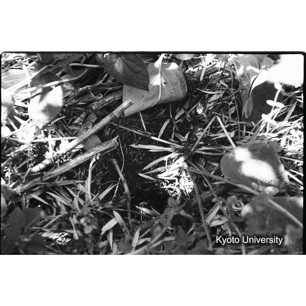 [16コマ目]「食痕（１）」 (1)