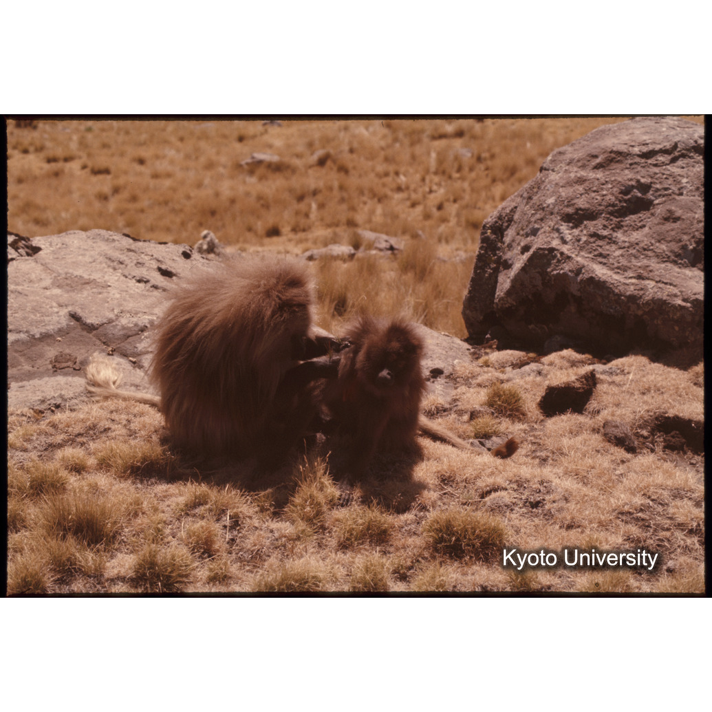 Sm　1973　1020 (1)