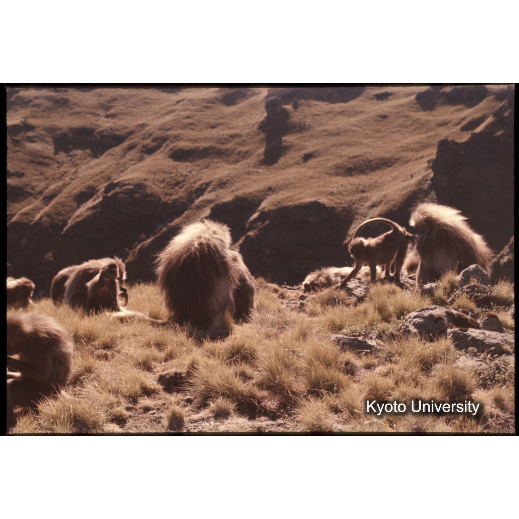 Sm　1973　1029 (1)