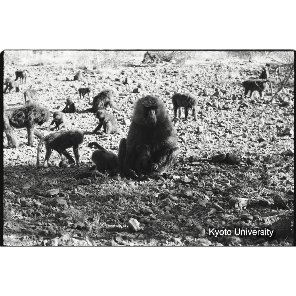 [１７コマ目]「子どもと遊ぶ雑種雄（７）」 (1)