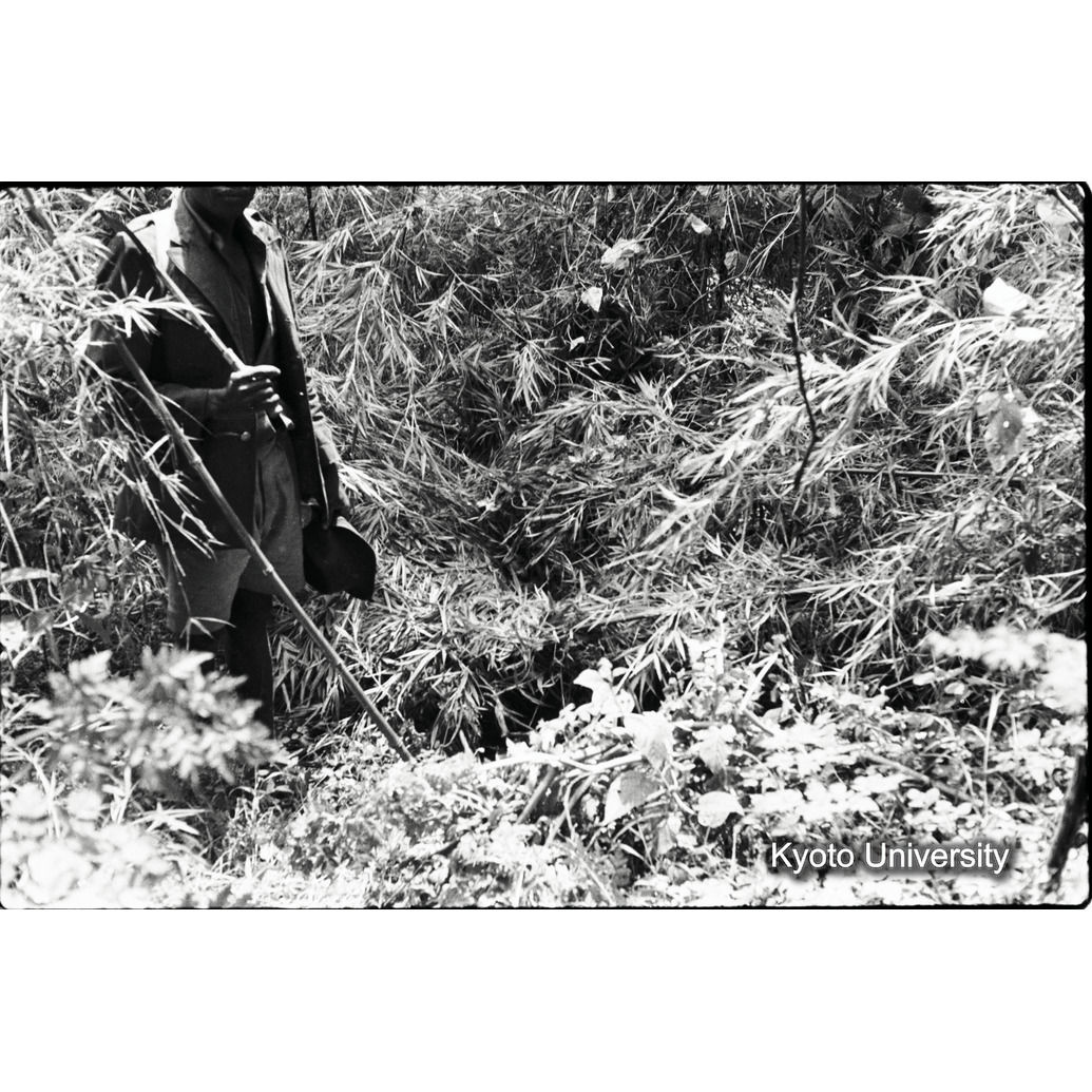 [8コマ目]「ゴリラのネスト」 (1)