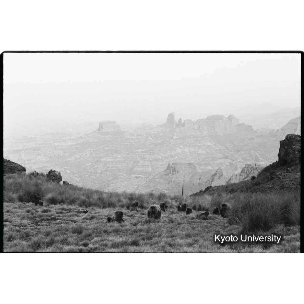 [３４コマ目]「採食風景（４)」 (1)