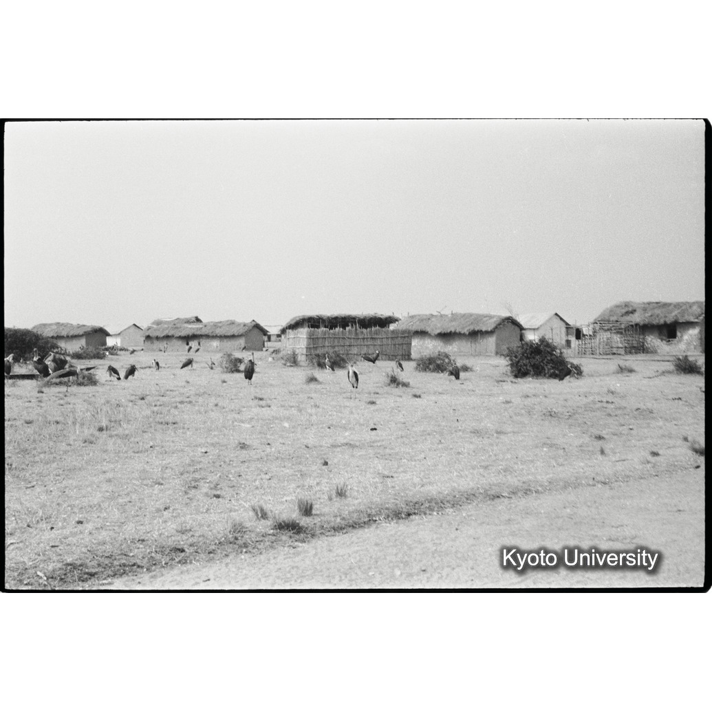 [２７コマ目]「ハゲコウ（２）」 (1)