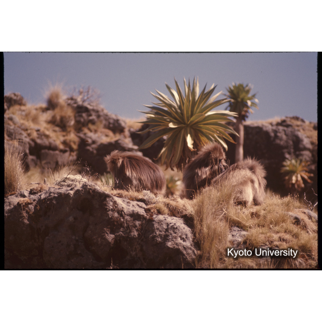 Sm　1973　1035 (1)