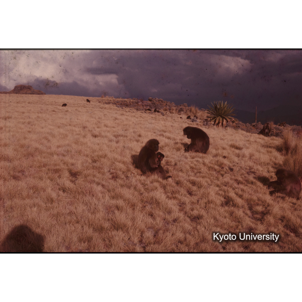 Sm　1973　1393 (1)