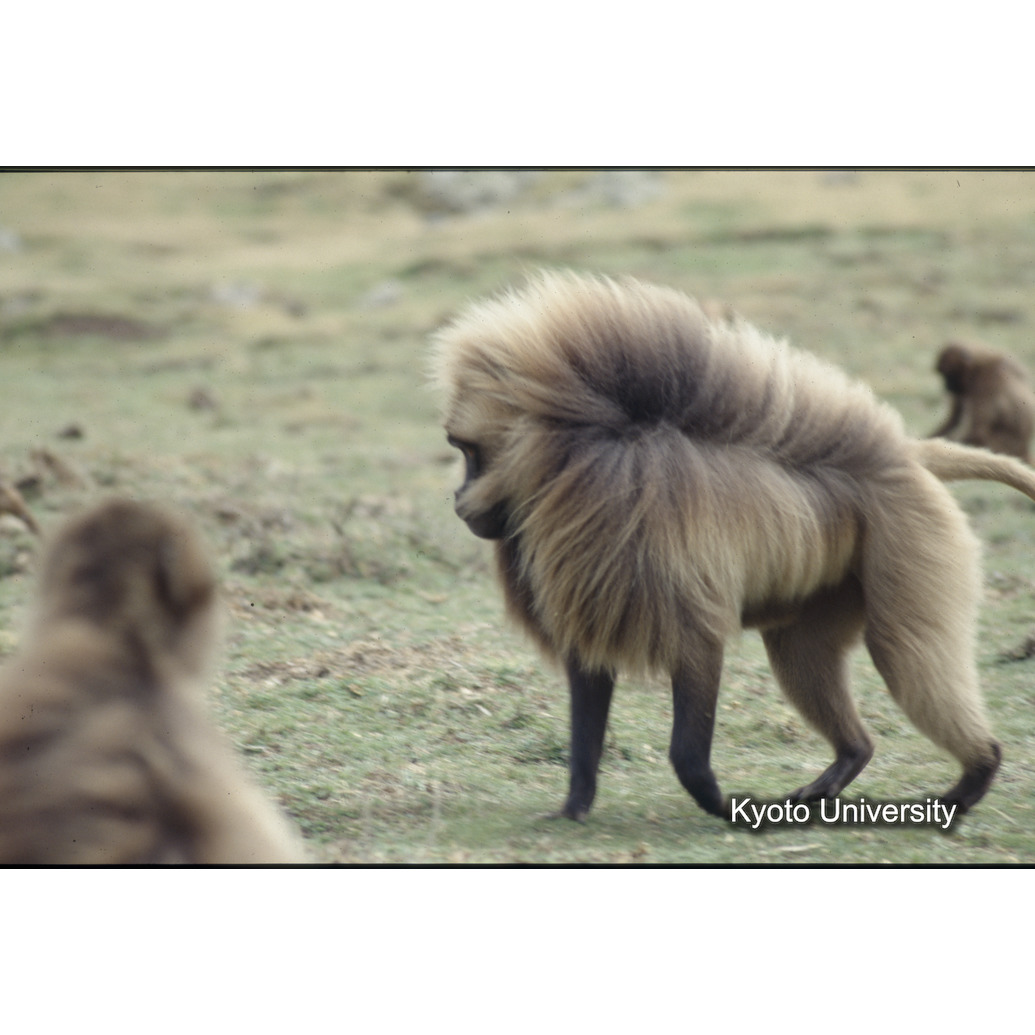 Sm　1973　1479 (1)