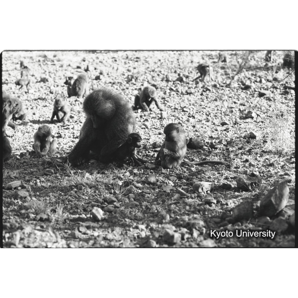 [１８コマ目]「子どもと遊ぶ雑種雄（８）」 (1)