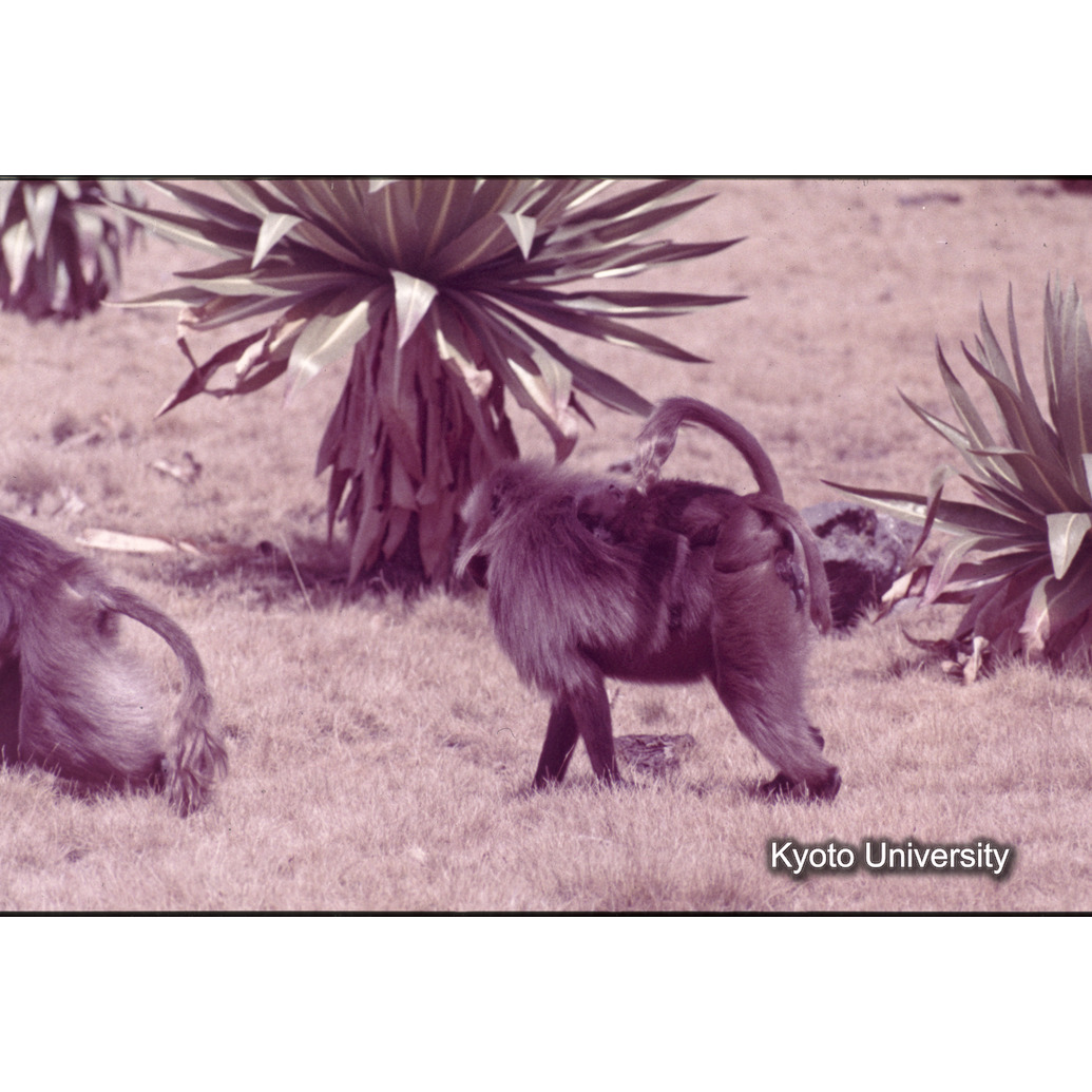 Sm　1973　76　（N）[赤色, 丸囲み] (1)