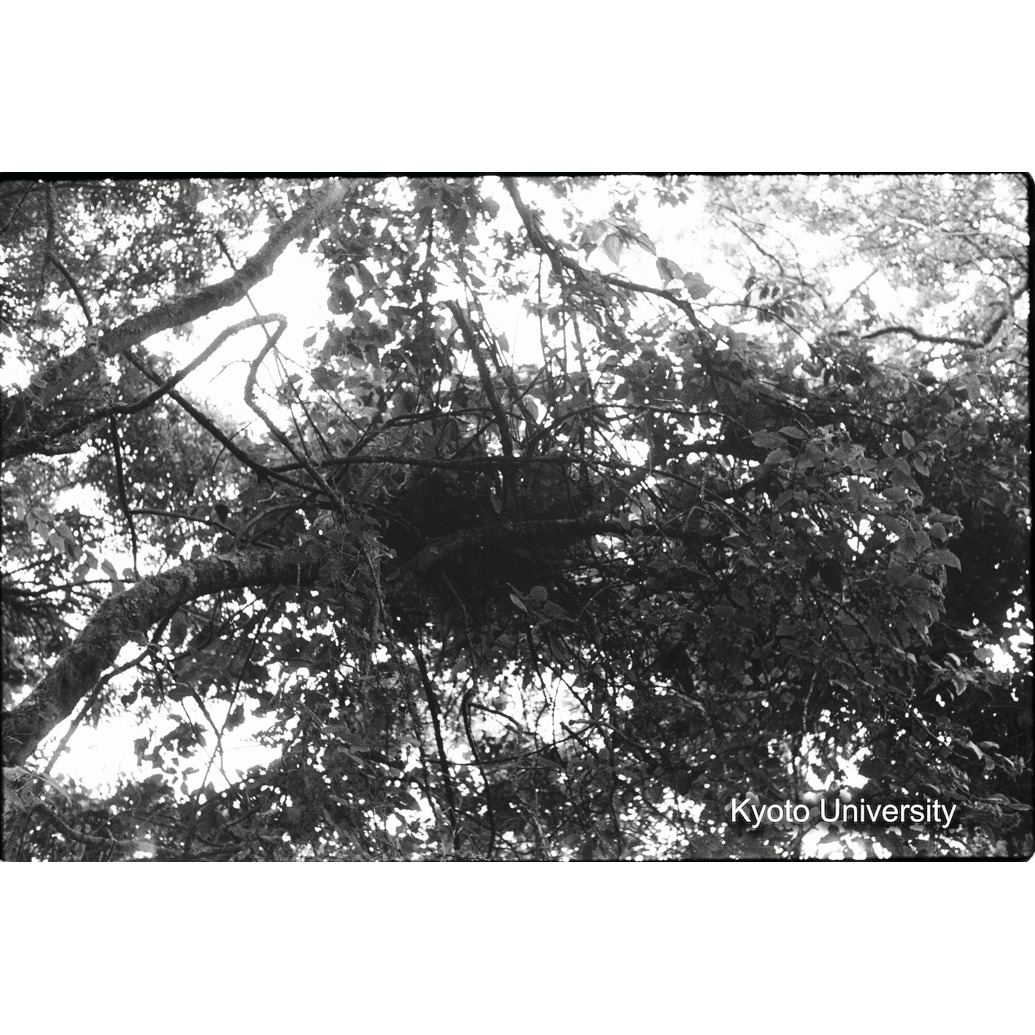 [4コマ目]「ネスト」 (1)