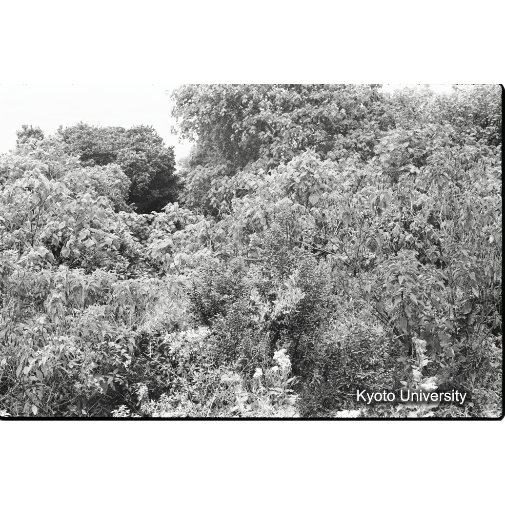 [5コマ目]「ゴリラのいる森」 (1)