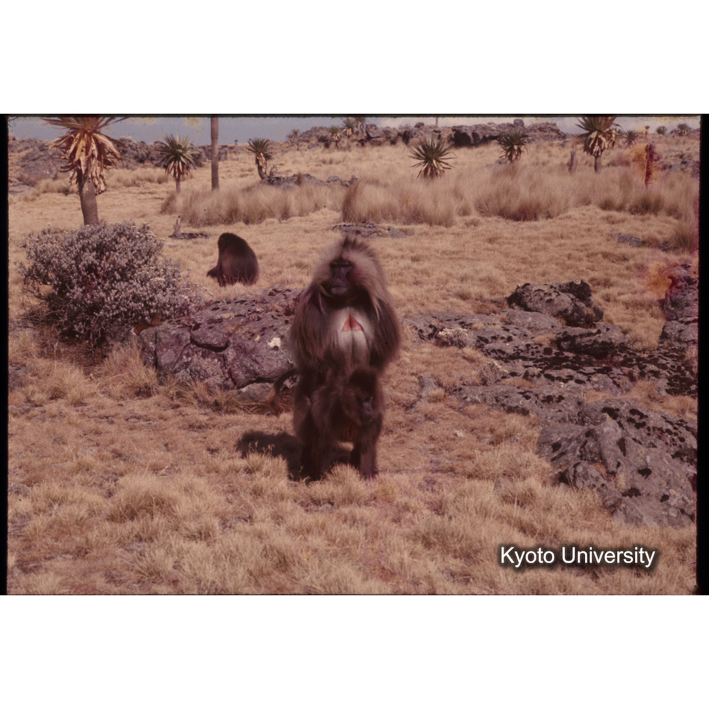 Sm　1973　1354 (1)