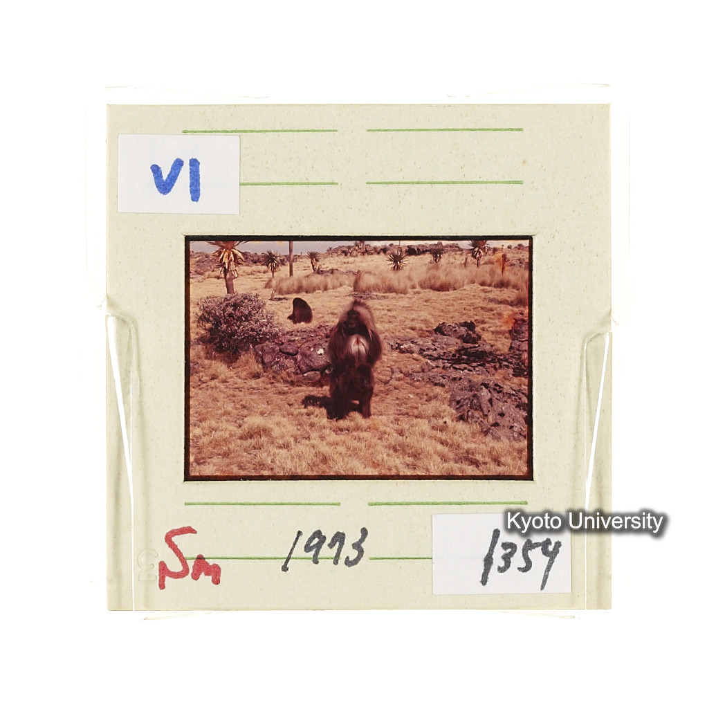 Sm　1973　1354 (2)