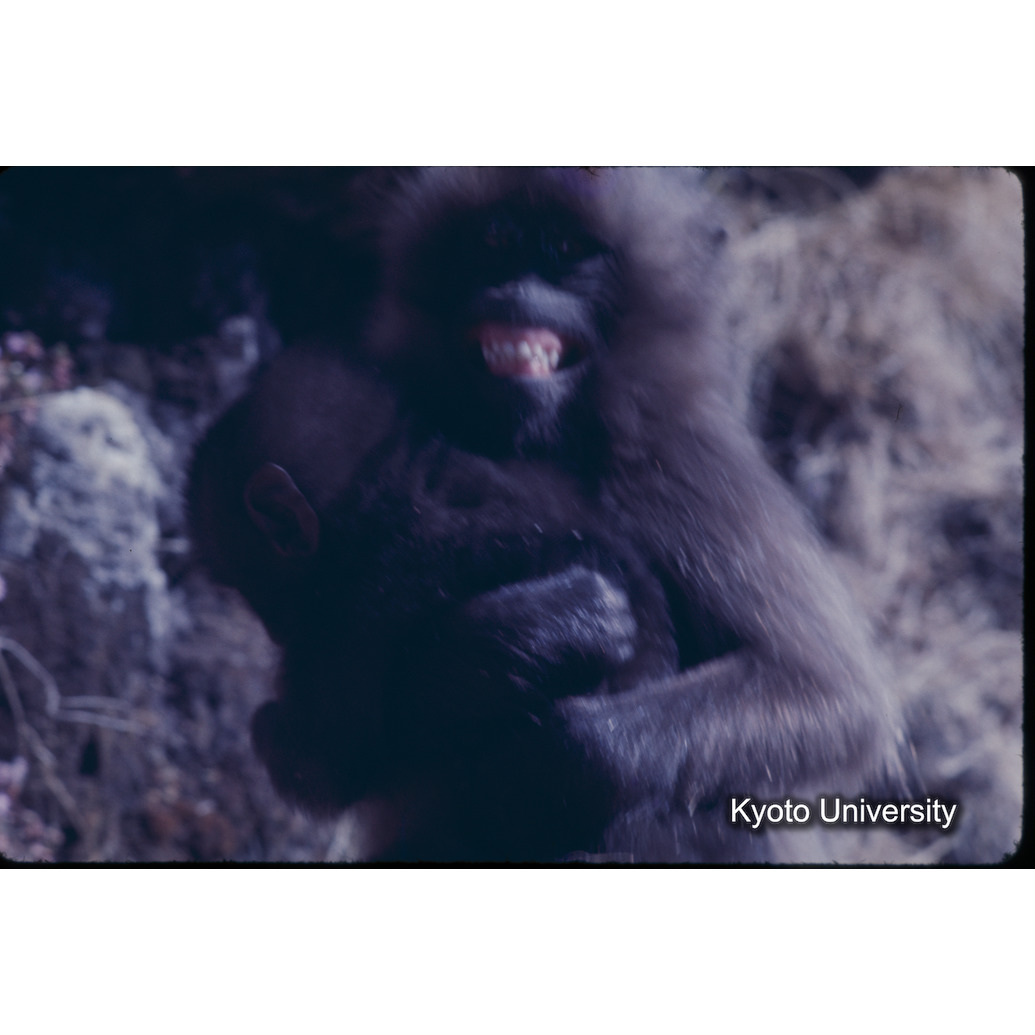 Sm　1973　1365 (1)