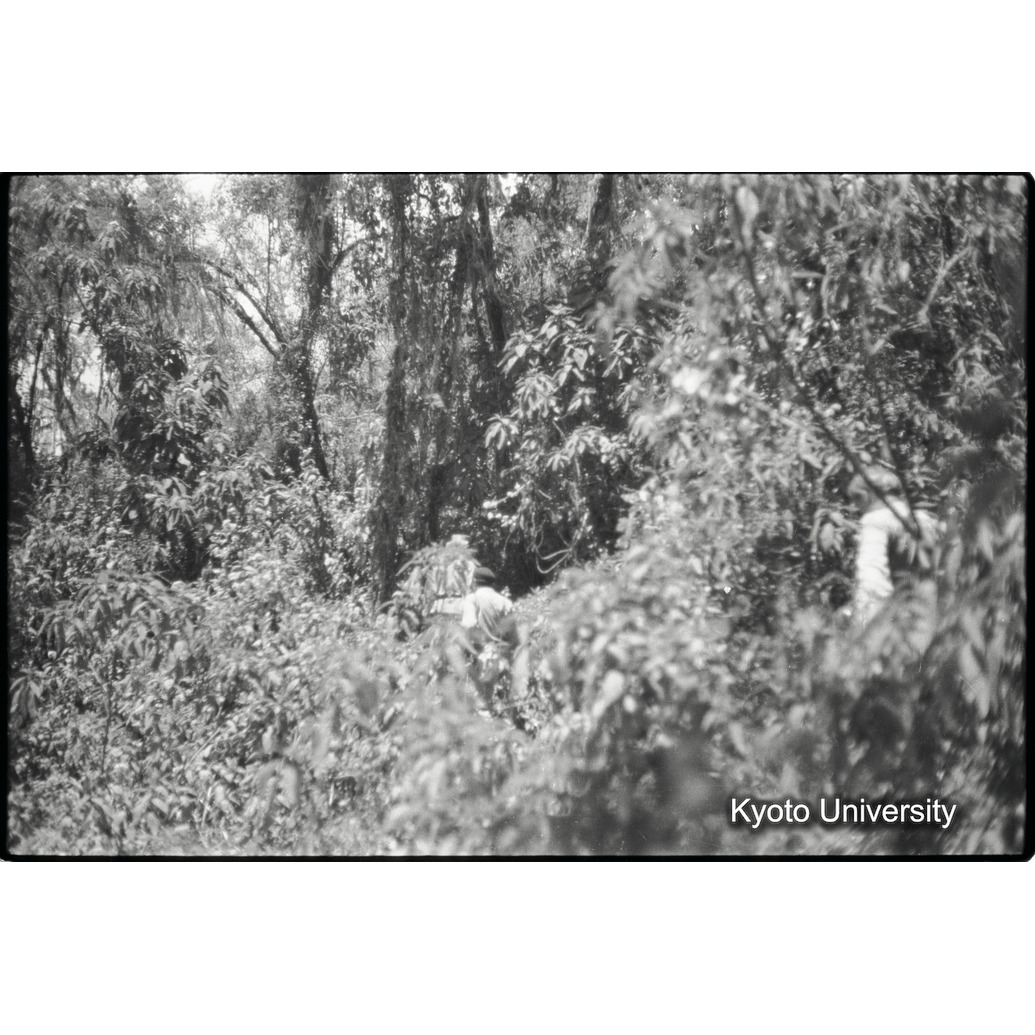 [34コマ目]「ゴリラのいる森（３）」 (1)