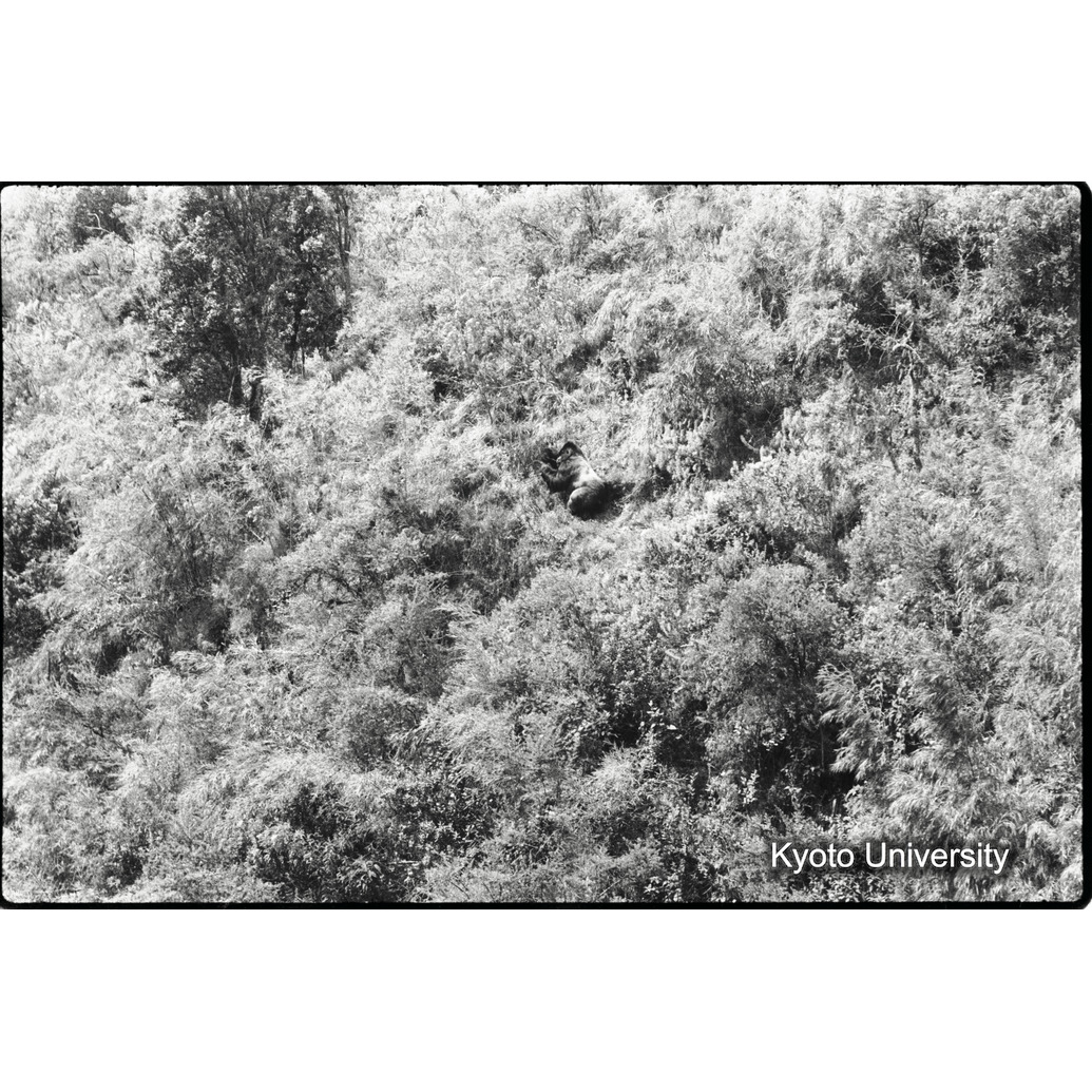 [1コマ目]「シルバーバックの全容（１）」 (1)