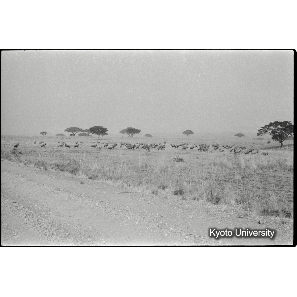 [４コマ目]「インパラの群れ」 (1)