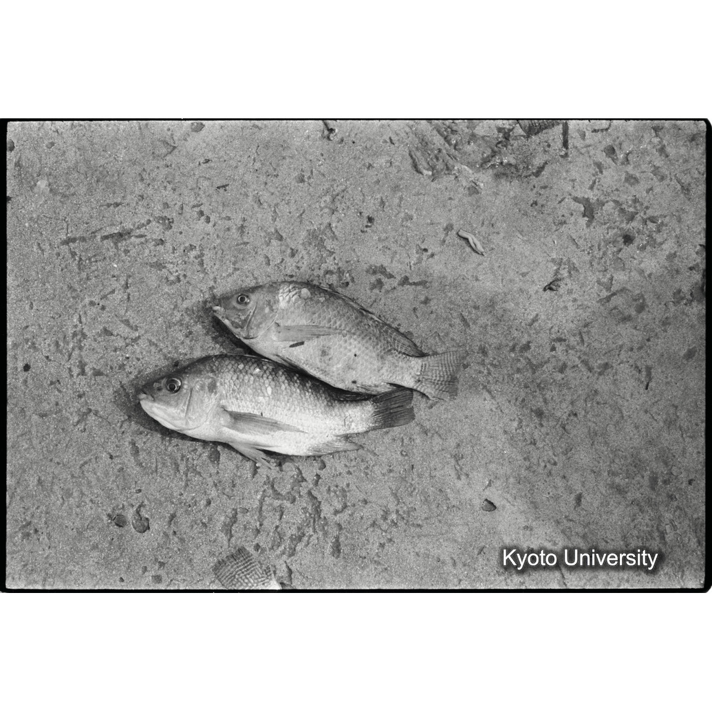 [７コマ目]「ティラピア（？）」 (1)