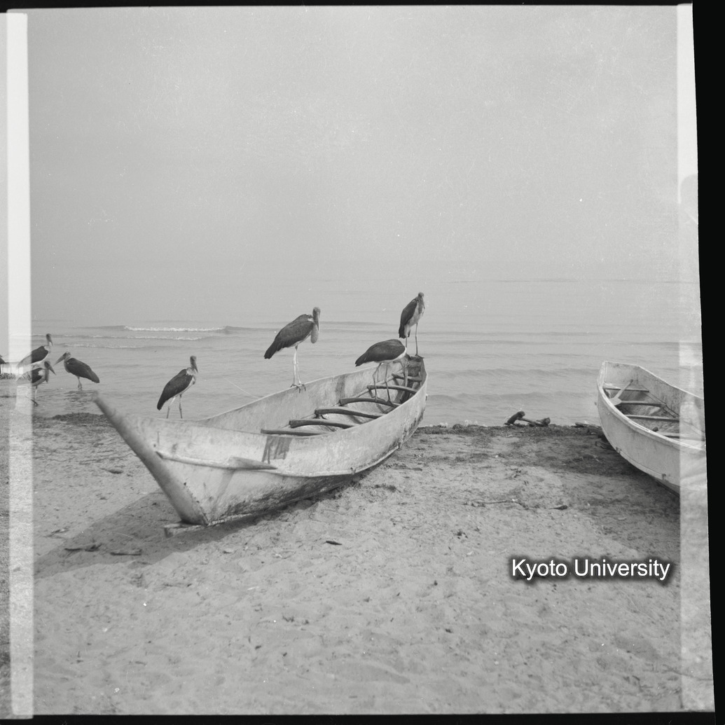 [5コマ目]「ハゲコウ（１）」 (1)