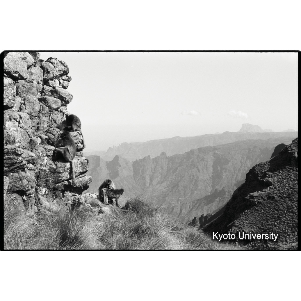 [１０コマ目]「崖でのグルーミング（３）」 (1)