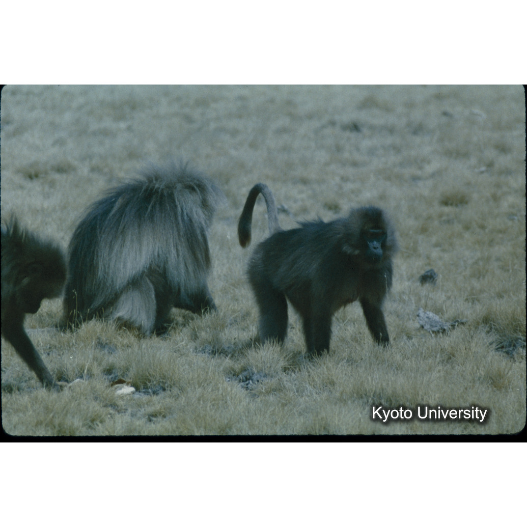 Sm　1973　71　（N）[赤色, 丸囲み] (1)