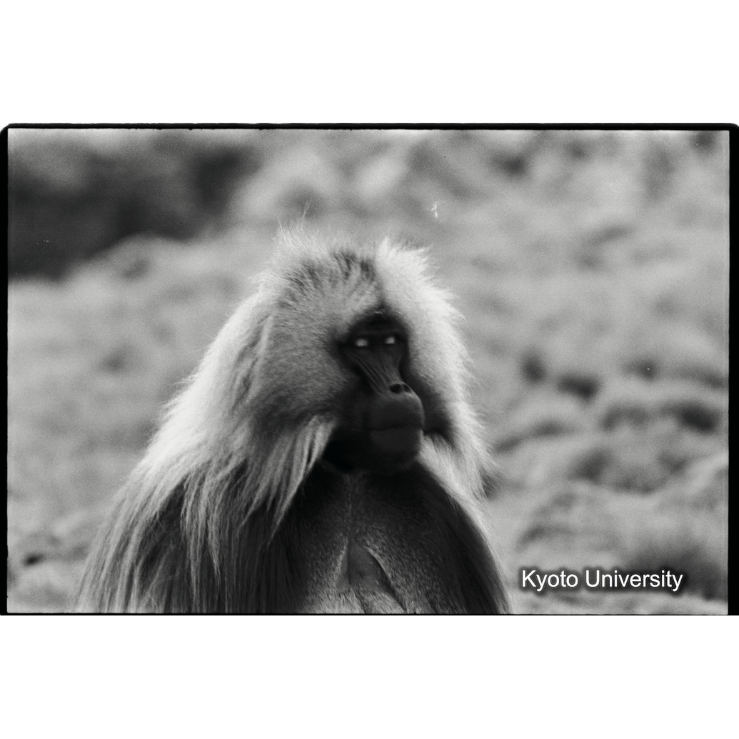 [９コマ目]「威嚇」 (1)