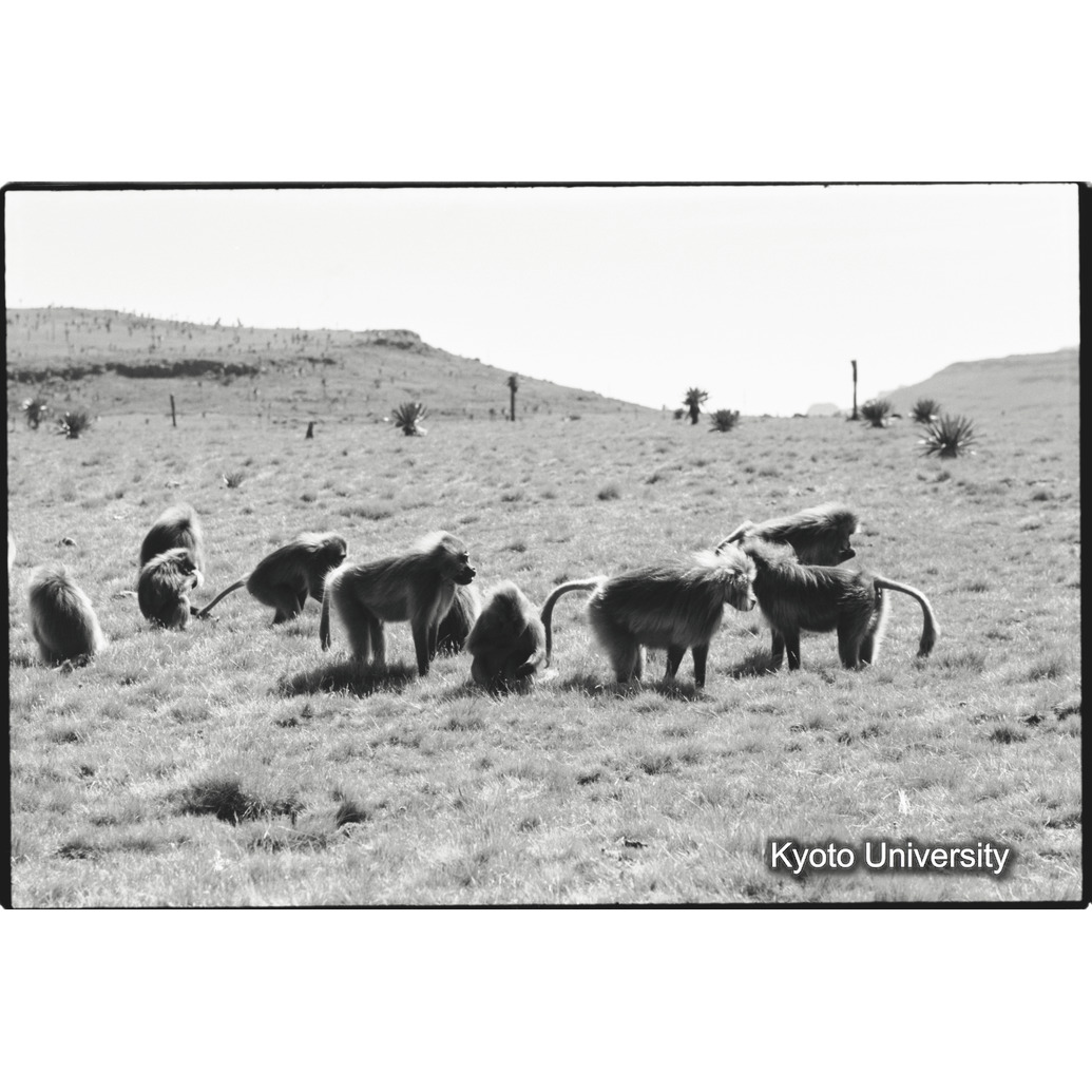 [３３コマ目]「雄グループ（２）」 (1)