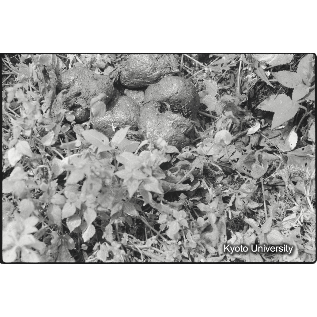 [１４コマ目]「ゴリラの糞」 (1)