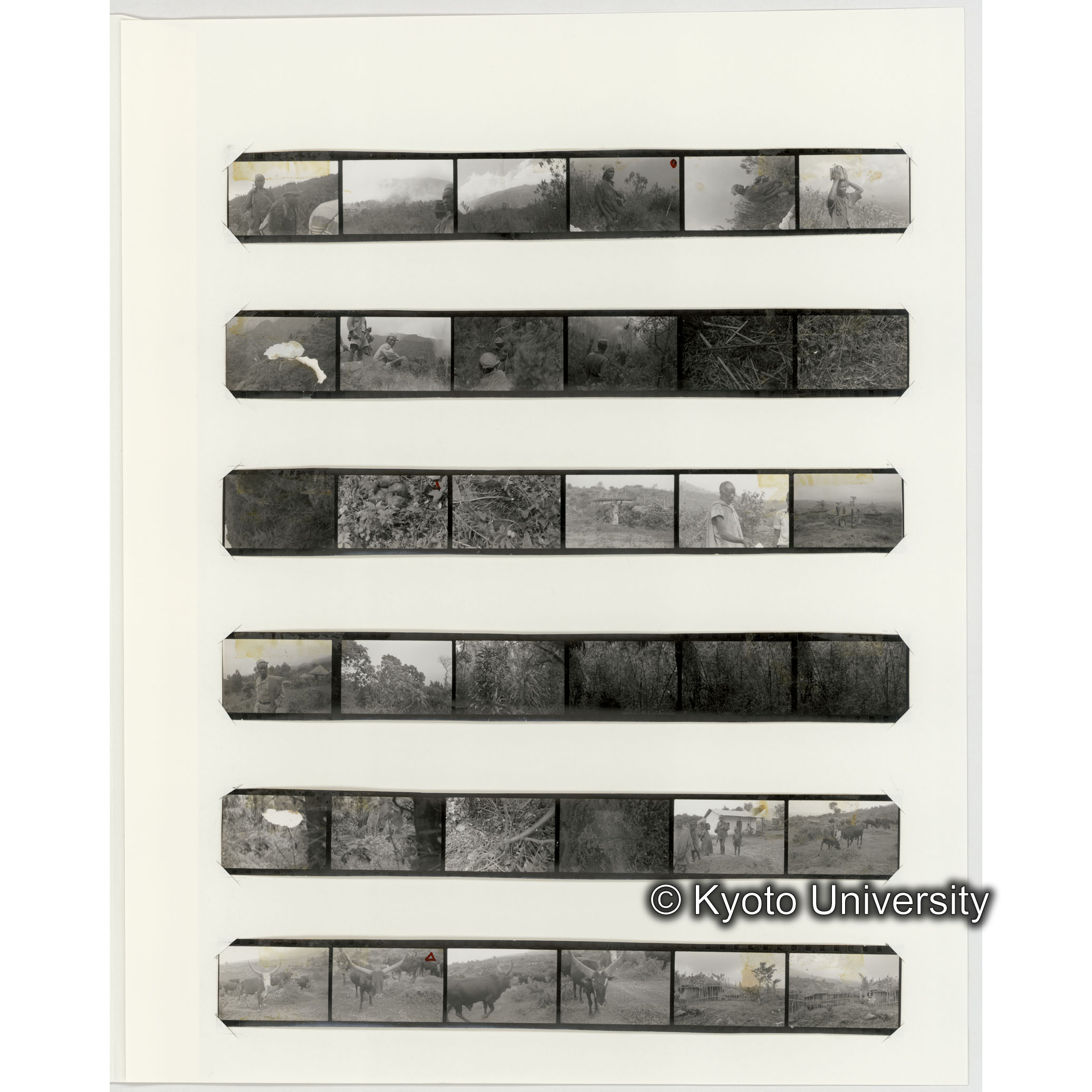 [ネガフィルムスリーブ1]「５３３」 (2)