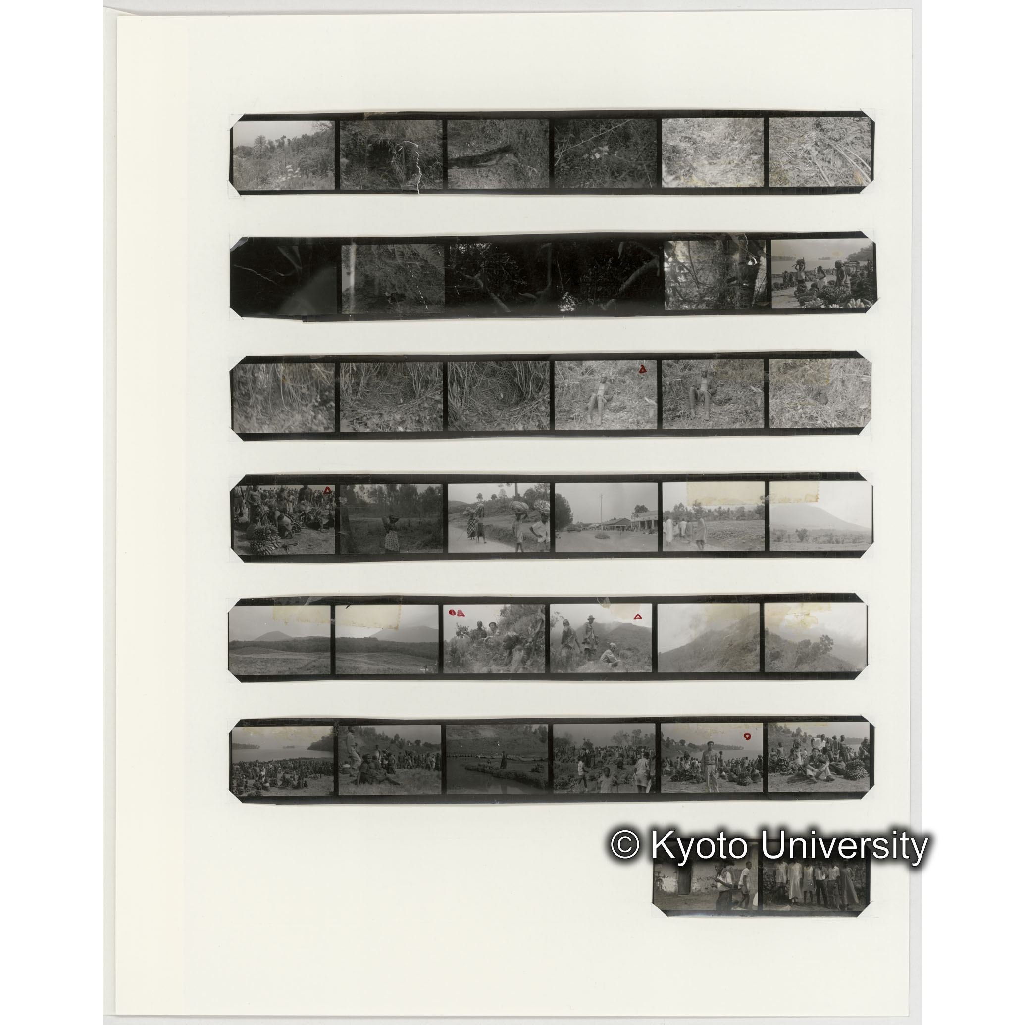 [ネガフィルムスリーブ2]「５３４」 (2)